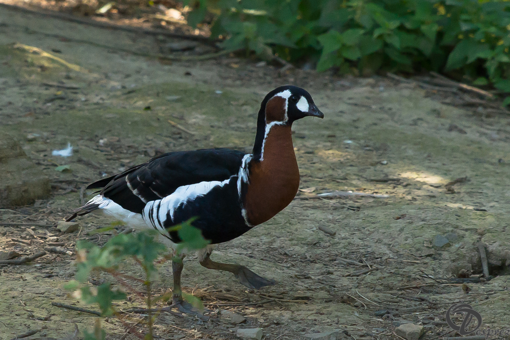 2019-aout-22-DSC08475