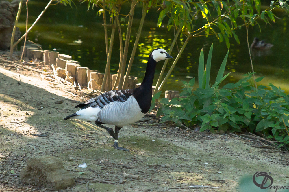 2019-aout-22-DSC08479