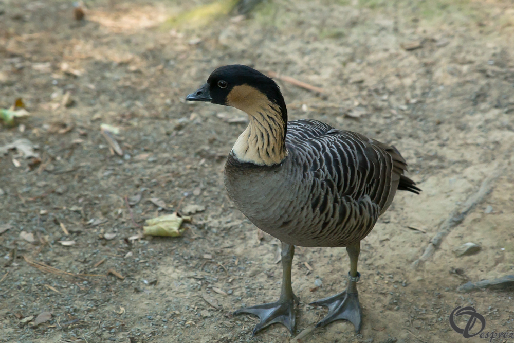 2019-aout-22-DSC08485