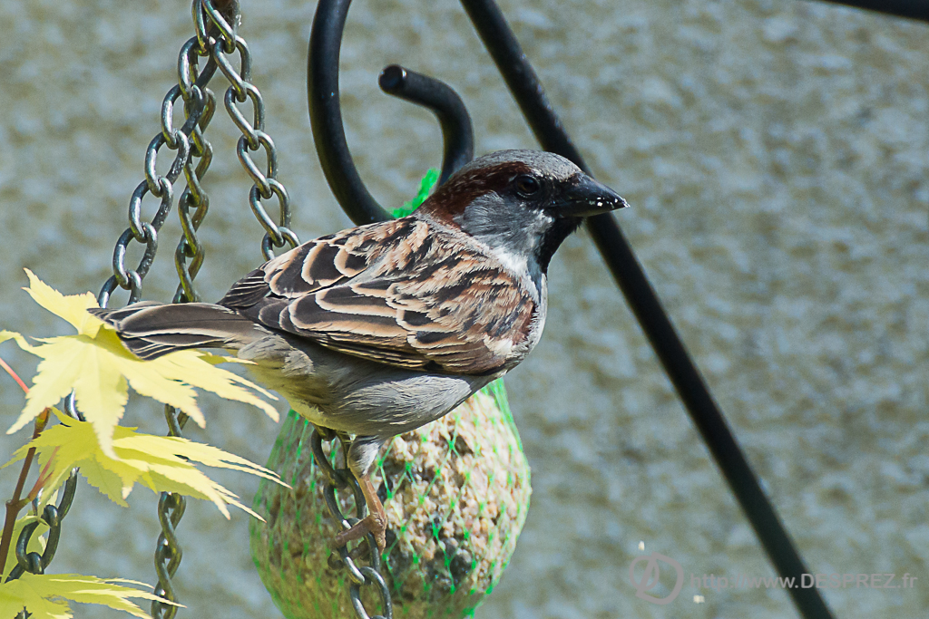 2014-02-24-DSC-04564