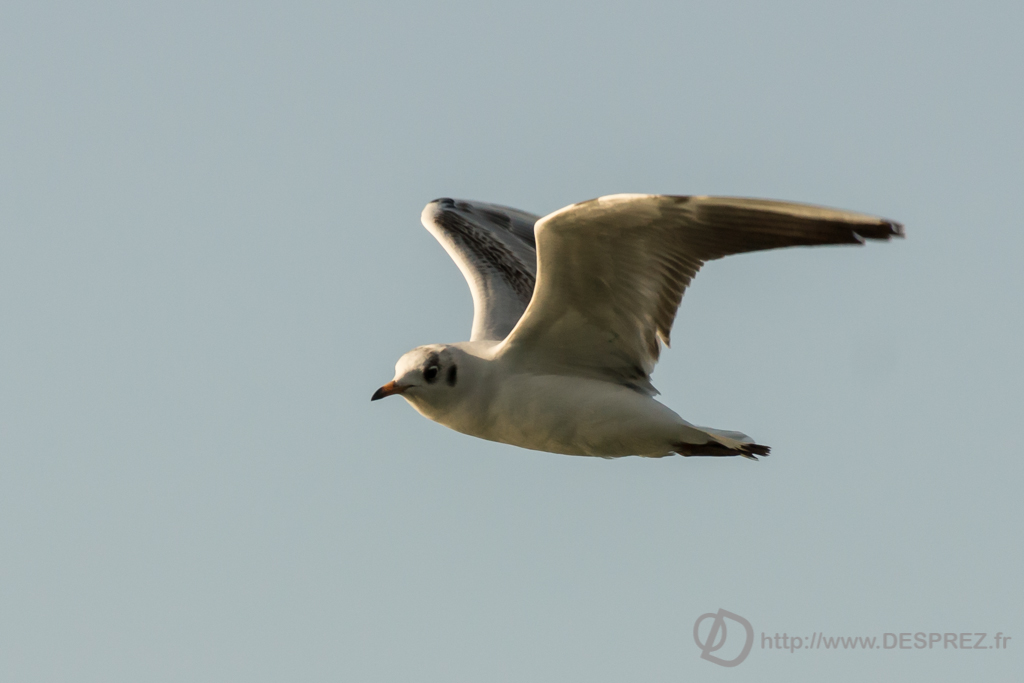 2014-02-24-DSC-04250