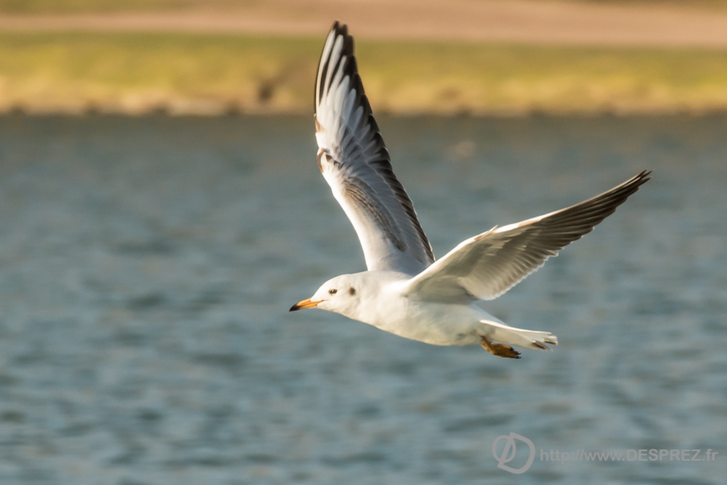 2014-02-24-DSC-04267