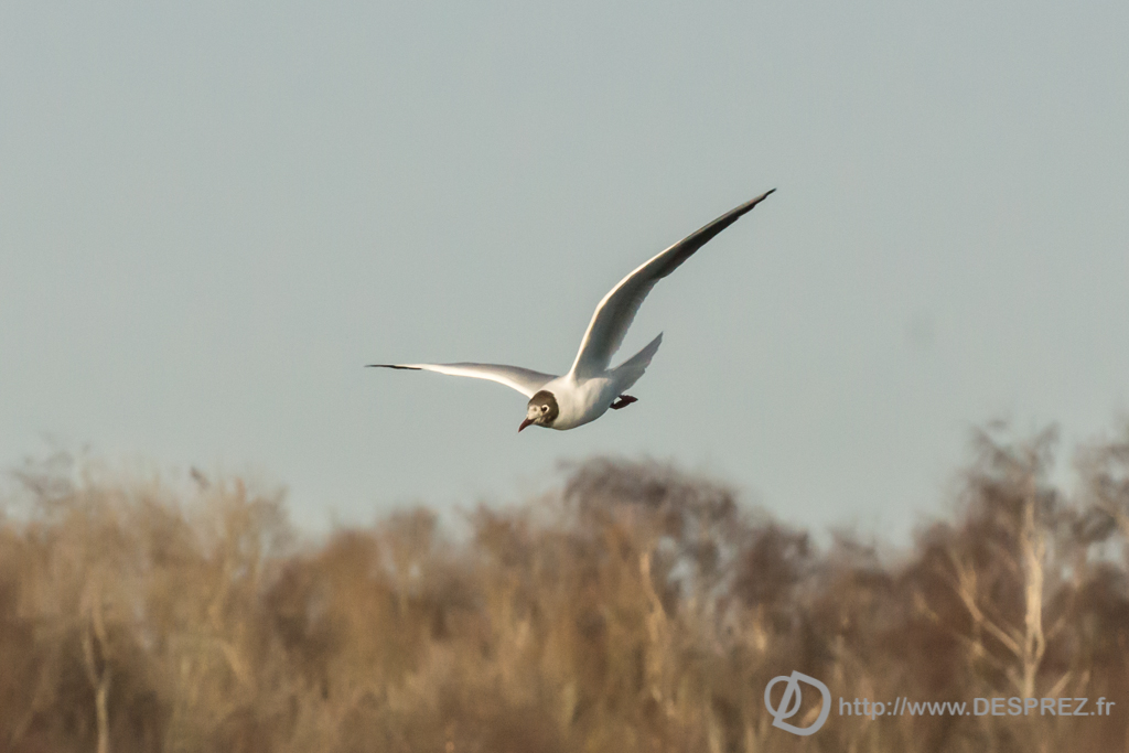 2014-02-24-DSC-04290