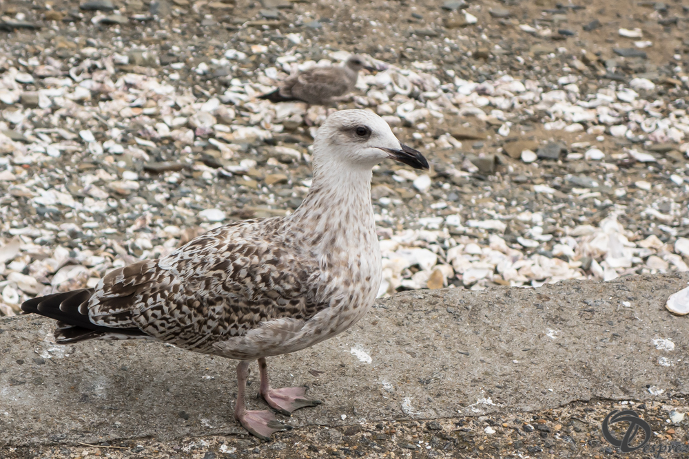 2019-aout-19-DSC03119