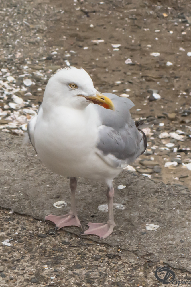 2019-aout-19-DSC03122