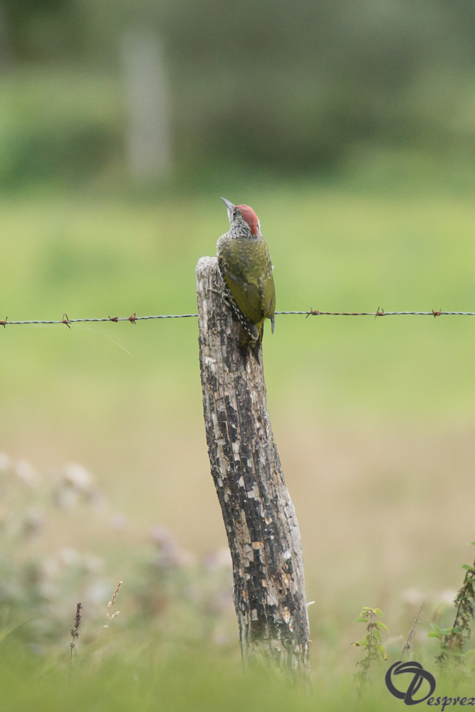 2019-aout-16-DSC08320