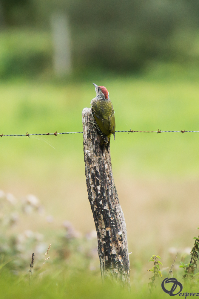 2019-aout-16-DSC08320 2