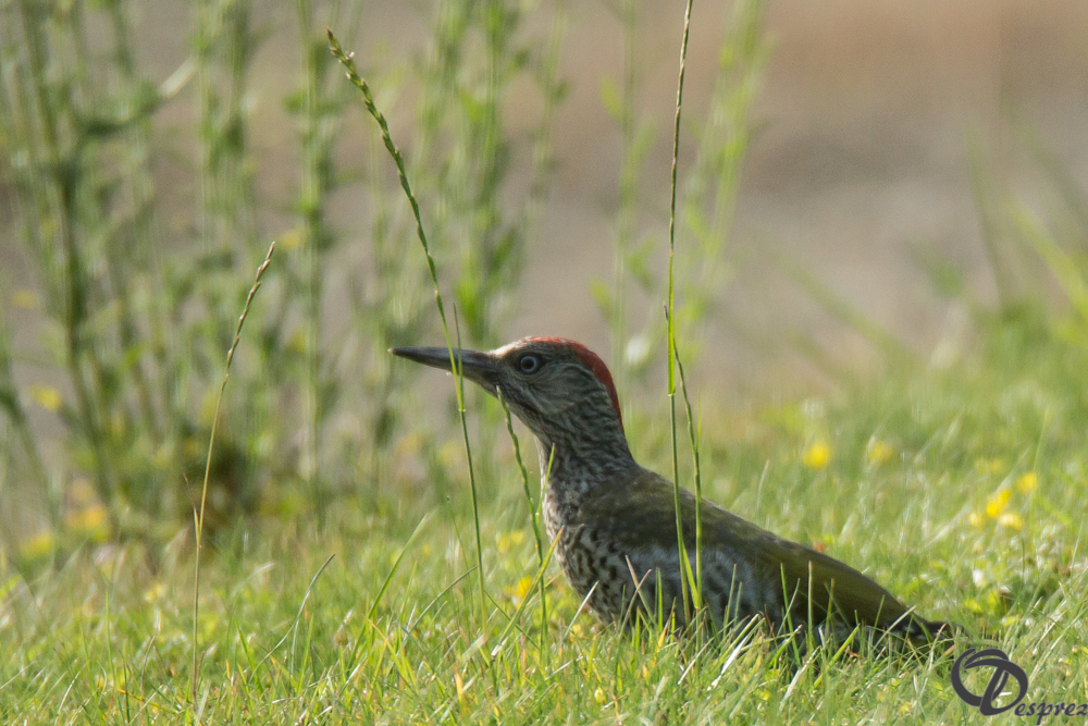 2019-aout-18-DSC08327