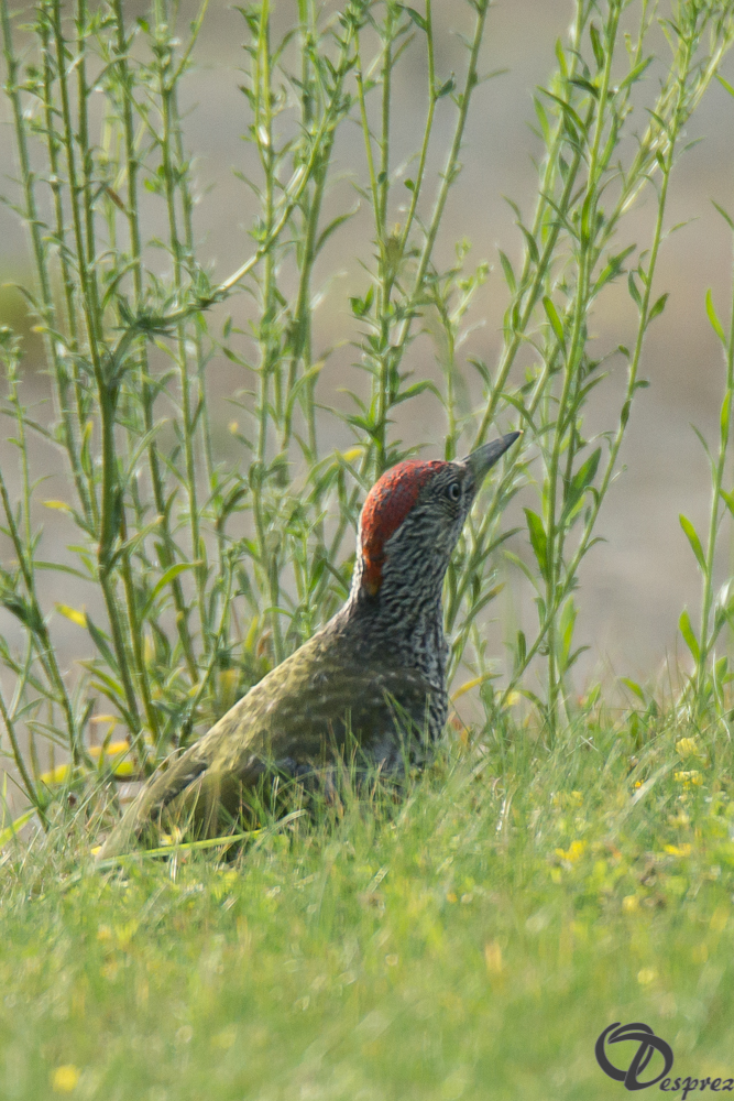 2019-aout-18-DSC08329