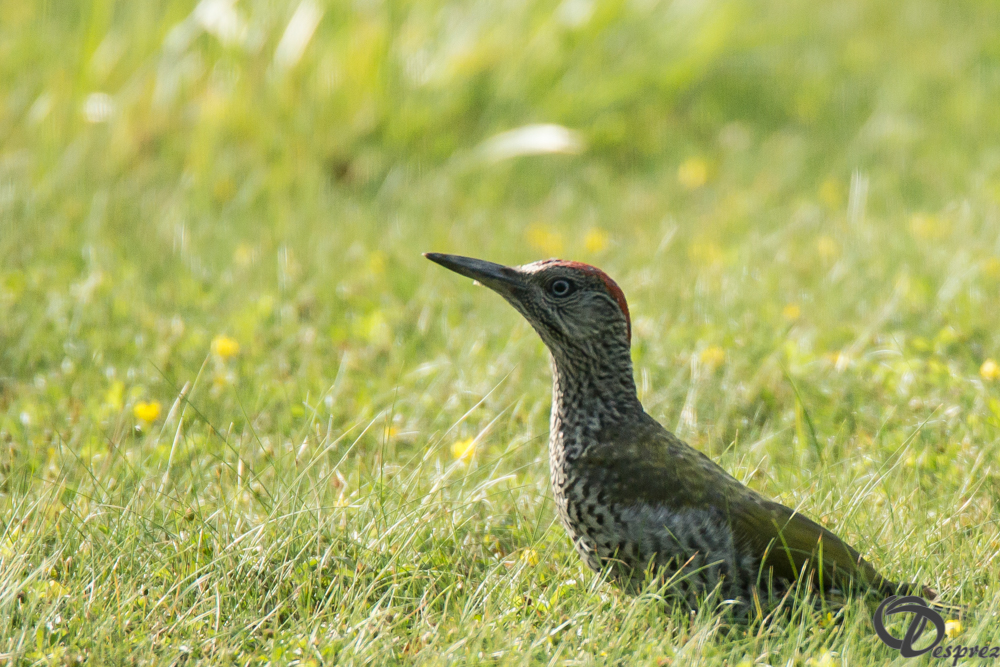 2019-aout-18-DSC08333