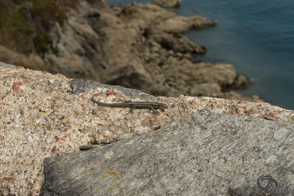 2019-aout-15-DSC08170