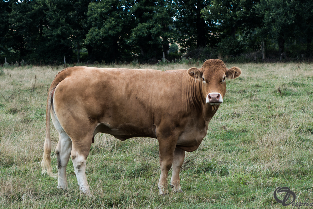 2019-aout-11-DSC02895