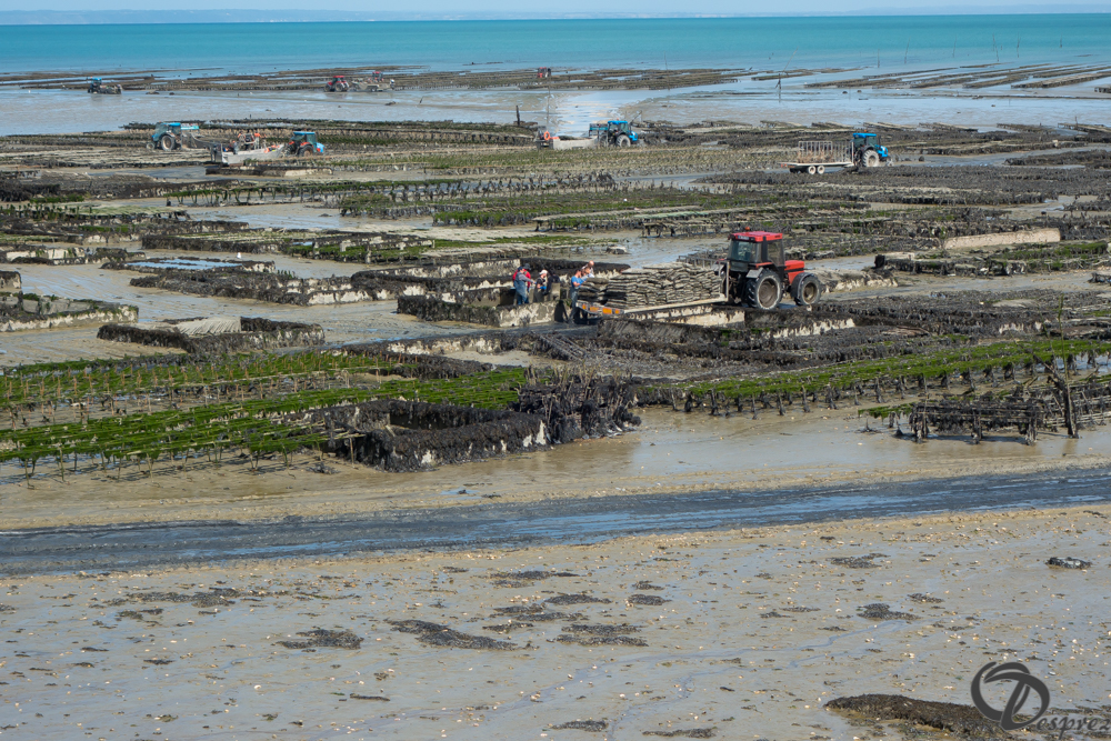 2019-aout-19-DSC03140